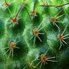 Rebutia _cajasensis_ 03